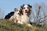 BERGER AUSTRALIEN - ADULT & PUPPY 024